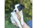 Adopt Sand in my Boots a Black Jack Russell Terrier / Border Collie / Mixed dog