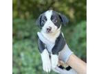 Adopt Amarillo Sky a Black Jack Russell Terrier / Border Collie / Mixed dog in