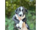 Adopt Deeper Than the Holler a Black Jack Russell Terrier / Border Collie /