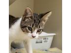 Adopt Cherry a White Domestic Shorthair / Mixed cat in Columbus, GA (39144496)