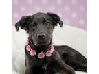 Adopt GF - Suki a Black Labrador Retriever / Collie / Mixed dog in Seagoville