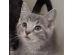 Adopt Attabiy a Gray or Blue Domestic Shorthair / Mixed cat in Zanesville