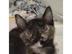 Adopt Rorschach a Tortoiseshell Domestic Shorthair / Mixed cat in Zanesville