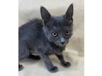 Adopt Azkova a Gray or Blue Russian Blue (short coat) cat in Philadelphia