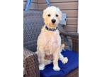 Adopt Spuddy a White Poodle (Miniature) dog in Sedalia, CO (39138346)