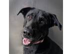 Adopt Kenei (kenri Mcas) a Labrador Retriever / German Shepherd Dog / Mixed dog