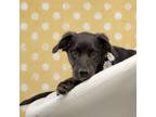 Adopt GF - Maggie a Black Labrador Retriever / Collie / Mixed dog in Seagoville