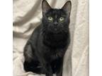 Adopt Eydis a All Black Domestic Shorthair / Mixed cat in Decorah, IA (39144488)