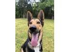 Adopt Suzy a Black - with Tan, Yellow or Fawn German Shepherd Dog / Mixed dog in