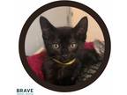 Adopt Lanai a All Black Domestic Shorthair / Mixed (short coat) cat in LINCOLN