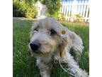 Adopt Odessa a White - with Tan, Yellow or Fawn Golden Retriever / Poodle