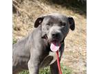 Adopt a Pit Bull Terrier / Mixed dog in Pomona, CA (39144450)