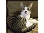 Adopt Tazzy a Gray, Blue or Silver Tabby Domestic Shorthair / Mixed (short coat)