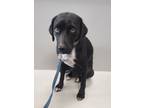 Adopt Jill Rhymes a Black Labrador Retriever / Beagle dog in Aurora
