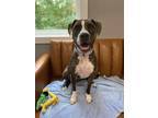 Adopt Tilly (FKA Violet 22-045 D) a Brindle - with White Mixed Breed (Medium)