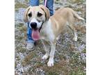 Adopt Veda a White - with Tan, Yellow or Fawn Beagle / Shepherd (Unknown Type) /