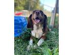 Adopt Lottie a Tricolor (Tan/Brown & Black & White) Beagle / Mixed dog in