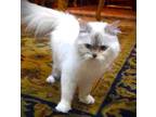Adopt Basbosa a White Himalayan / Mixed (long coat) cat in Palatine