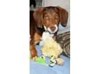 Adopt Hildi a Brown/Chocolate - with White Beagle / Mixed dog in Honeoye Falls