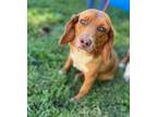 Adopt Maude a Tan/Yellow/Fawn Beagle / Mixed dog in Honeoye Falls, NY (39144359)