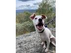 Adopt Lucky a Jack Russell Terrier / Italian Greyhound dog in Oak Bluffs