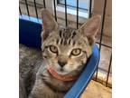 Adopt Jack (PetCo Hooksett) a Brown Tabby Domestic Shorthair (short coat) cat in