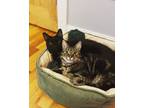 Adopt Timber a Brown Tabby American Shorthair / Mixed (short coat) cat in