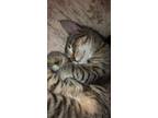 Adopt Hope a Gray, Blue or Silver Tabby Tabby / Mixed (short coat) cat in