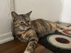 Adopt Gypsy a Tortoiseshell Ocicat / Mixed (short coat) cat in North Hollywood