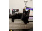 Adopt Ollie a All Black Domestic Longhair / Mixed (long coat) cat in Fountain