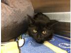 Adopt Tahoma a Domestic Shorthair / Mixed cat in Sherwood, OR (39128010)
