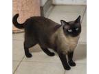 Adopt Bruce Lee a Brown or Chocolate Siamese / Mixed cat in Hopkins