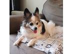 Adopt Khappy a White - with Brown or Chocolate Papillon / Mixed dog in