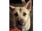 Adopt Sana a White - with Tan, Yellow or Fawn Akita / Mixed dog in Seattle