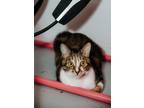 Adopt Almond a Brown Tabby Domestic Shorthair (short coat) cat in OAKLAND PARK