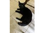 Adopt Romeo, Remi, Kitten, Ms.Paco a Black (Mostly) Domestic Shorthair / Mixed