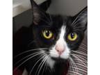 Adopt Adrienne a All Black American Shorthair / Mixed cat in New York