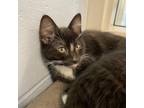 Adopt Sandy a Domestic Shorthair / Mixed cat in Kamloops, BC (39129530)