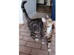 Adopt Katzee a Tiger Striped Tabby / Mixed (short coat) cat in Springdale