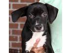 Adopt Waylon a Black - with White Labrador Retriever / Beagle / Mixed dog in
