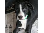 Adopt Willie a Black - with White Labrador Retriever / Beagle / Mixed dog in