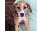 Adopt Wynona a Tan/Yellow/Fawn - with White Labrador Retriever / Beagle / Mixed
