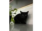 Adopt Winston a All Black Bombay / Mixed (short coat) cat in Dallas