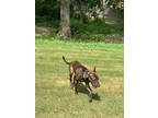 Adopt Champ a Brindle Belgian Malinois / Boxer / Mixed dog in Southaven