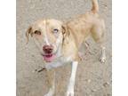 Adopt Sierra a Merle Catahoula Leopard Dog / Labrador Retriever / Mixed dog in