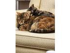 Adopt Aryia & Osgood a Calico or Dilute Calico American Shorthair / Mixed cat in