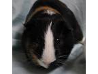 Adopt Reeses a Guinea Pig small animal in Urbana, IL (39143694)