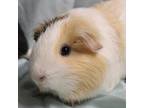 Adopt King a Guinea Pig small animal in Urbana, IL (39143693)