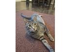 Adopt Harry (Hairbear) a Tiger Striped American Shorthair / Mixed (short coat)