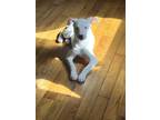 Adopt Snow a White Jack Russell Terrier / Australian Shepherd / Mixed dog in